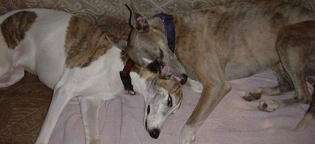 Greater Chicago Whippet Club